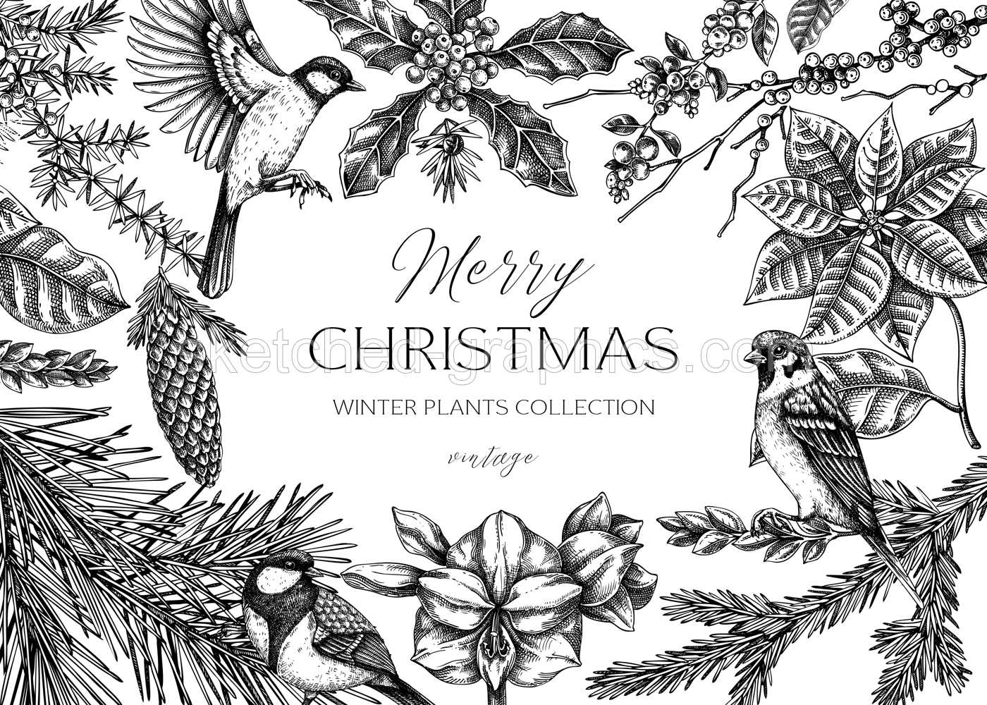 Christmas card design. Winter plants vintage background. Conifer trees, winter flowers, birds sketches. Hand drawn vector illustration. NOT AI generated Illustration